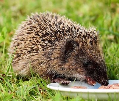 Hedgehog eating