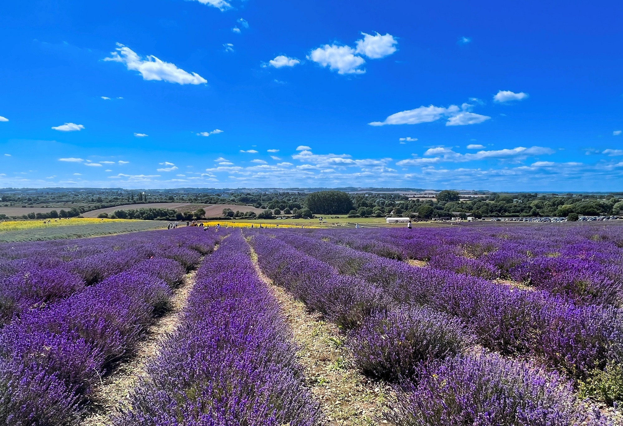 Lavender field in Hitchin