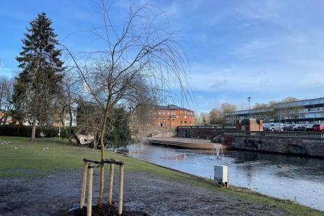 The new tree at St Mary's with the river in the background