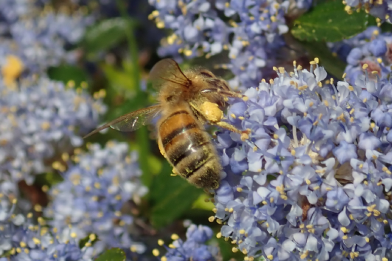 A bee on blue ceanothus