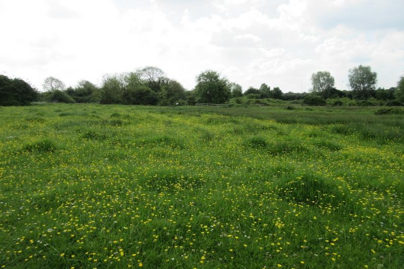 Purwell Meadows