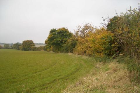 Pirton fields